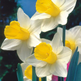 Narcissus 'Bravoure'