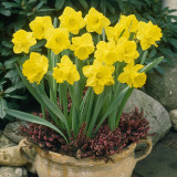 Daffodil King Alfred 14cm+