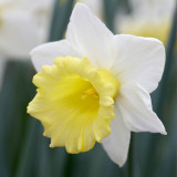 Daffodil Magnet 12-14cm