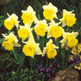 Daffodil Magnet 12-14cm
