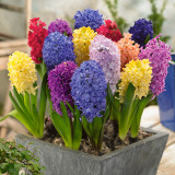 Hyacinth Fine Mixture 16-17cm