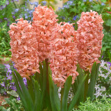 Hyacinth Gypsy Queen 16-17cm