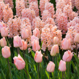 Hyacinth Gypsy Queen 16-17cm Hyacinth Gypsy Queen 16-17cm