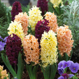 Hyacinth Gypsy Queen 16-17cm Hyacinth Gypsy Queen 16-17cm