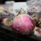 Hyacinth Kronos 18cm+