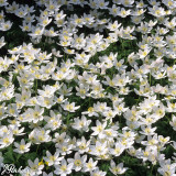Anemone Nemorosa Alba