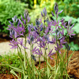 Camassia Esculenta Blue Melody Camassia Esculenta Blue Melody