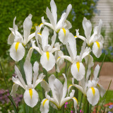 Iris Hollandia White Excelsior 8cm+