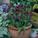 Fritillaria Davisii