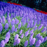 Muscari Armeniacum 8cm Up Muscari Armeniacum 8cm Up
