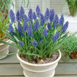 Muscari Armeniacum 9cm Up