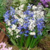 Scilla Siberica 7-8cm Scilla Siberica 7-8cm