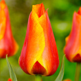 Tulip Compostella 11/12