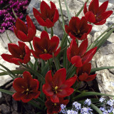 Tulip Hageri Splendens 5cm+