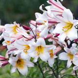 Lilium Regale 22-24cm