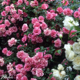 Rose Climbing Pink Perpetue