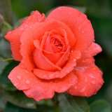 Rose Super Star