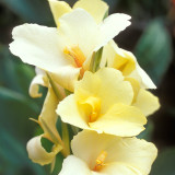 Canna Richard Wallace