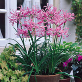 Nerine bowdenii Pink Triumph