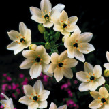 Ornithogalum arabicum 14cm+ Ornithogalum arabicum 14cm+
