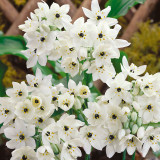 Ornithogalum arabicum 14cm+ Ornithogalum arabicum 14cm+