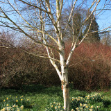 Betula pendula Silver Birch