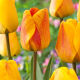 Tulip Beauty Of Apeldoorn 10/12cm