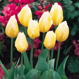 Tulip Sweetheart 11-12cm