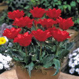 Tulip Double Red Riding Hood 11-12cm Tulip Double Red Riding Hood 11-12cm