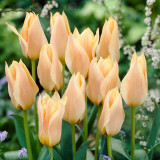 Tulip Fur Elise 11-12cm Tulip Fur Elise 11-12cm