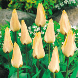 Tulip Fur Elise 11-12cm Tulip Fur Elise 11-12cm