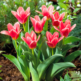 Tulip Fashion 10/12cm