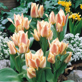 Tulip Quebec 11/12cm