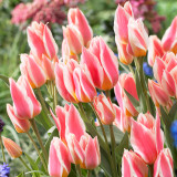 Tulip Quebec 11/12cm Tulip Quebec 11/12cm
