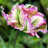 Tulip Greenwave 10/12cm