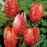 Tulip Orange Favourite 11-12cm