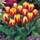 Tulip 'Keizerskroon'