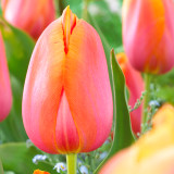 Tulip 'Dordogne'