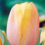 Tulip 'Dordogne'