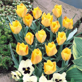 Tulip Batalinii Bright Gem