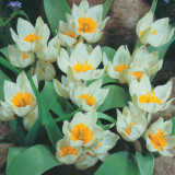 Tulip Polychroma 10/12cm
