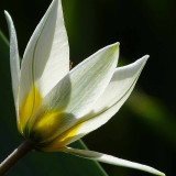 Tulip Turkestanica 10/12cm