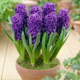 Hyacinth Blue Pearl 18+ Hyacinth Blue Pearl 18+