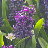 Hyacinth Blue Pearl 18+ Hyacinth Blue Pearl 18+