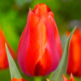 Tulip Casa Grande 11/12cm Tulip Casa Grande 11/12cm