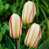 Tulip White Fire 11-12cm