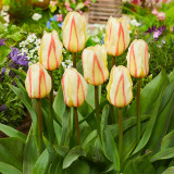 Tulip White Fire 11-12cm