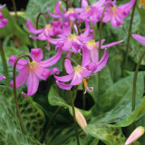 Erythronium Dens Canis Lilac Wonder