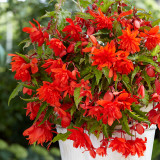 Cascading Begonia Orange