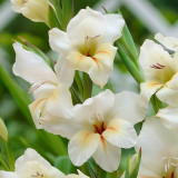 Gladioli nanus Halley 8cm+ Gladioli nanus Halley 8cm+